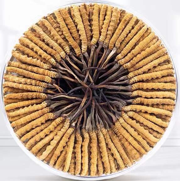 阿合奇冬虫夏草回收